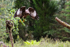 vogelvlucht buizerd