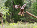 vogelvlucht buizerd