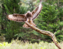 vogelvlucht buizerd