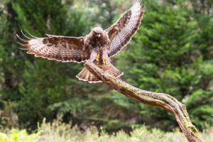 vogelvlucht buizerd