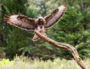 vogelvlucht buizerd