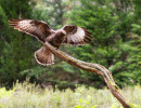 vogelvlucht buizerd