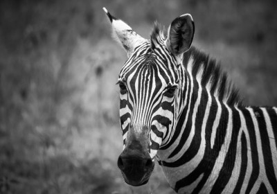 Dieren
