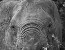 olifant img