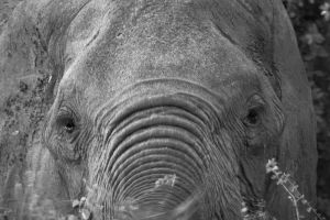 olifant img