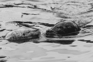 zeehonden img