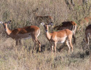 impala img