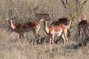 impala img