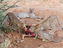 wild img