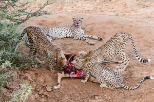 wild img