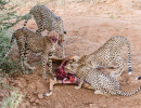 wild img