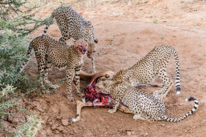 wild img