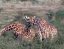 wild img