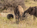 wild img 9344