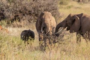 wild img 9344