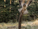 buizerd witj5a1356 bewerkt