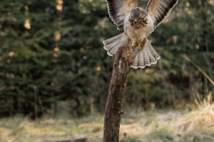 buizerd witj5a1356 bewerkt buizerd witj5a1356 bewerkt