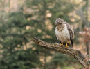 buizerd witj5a1367