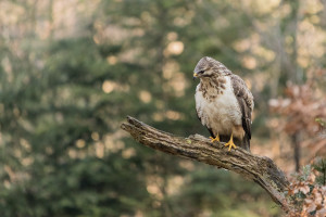 buizerd witj5a1367 buizerd witj5a1367