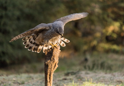 Vogelhut Berghem