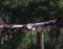 Buizerd 
