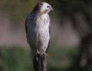 Buizerd 