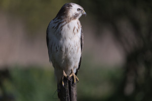 Buizerd 
