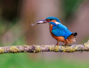 vogels imgl6053 verbeterd nr