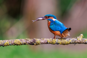 vogels imgl6053 verbeterd nr