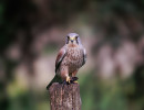vogels imgl6081