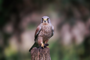 vogels imgl6081