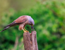 vogels imgl6140