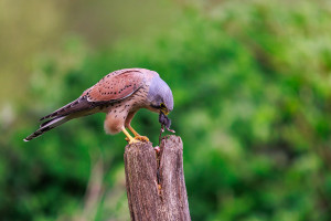 vogels imgl6140