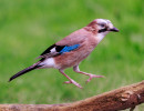 vogels imgl6328