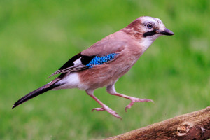 vogels imgl6328