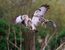 vogels imgl6408 verbeterd nr
