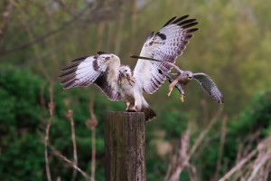 vogels imgl6408 verbeterd nr