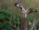 vogels imgl6412