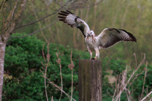 vogels imgl6412