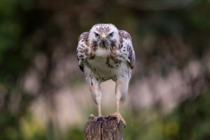 vogels imgl6716 vogels imgl6716