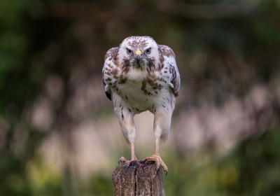 Vogelhut Vuren