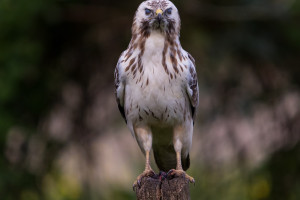 vogels imgl6769 vogels imgl6769