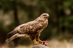 buizerd img