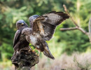 Vogels