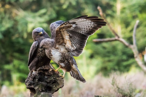 Vogels