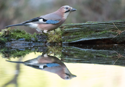 Vogels
