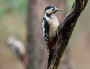 grote bonte specht img