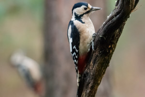 grote bonte specht img