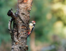 middelste bonte specht img